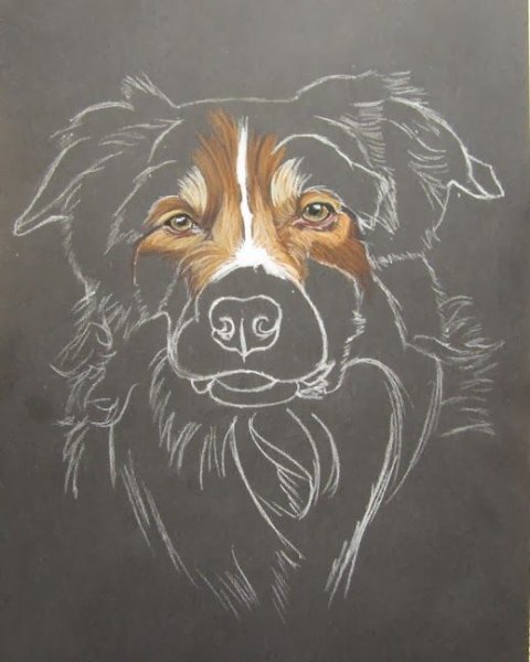 Собака акрилом черно белая