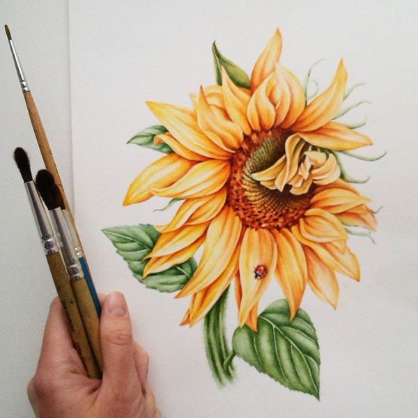 Скетчинг Подсолнухи