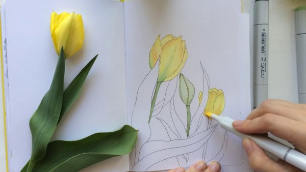 Скетчинг маркерами тюльпаны