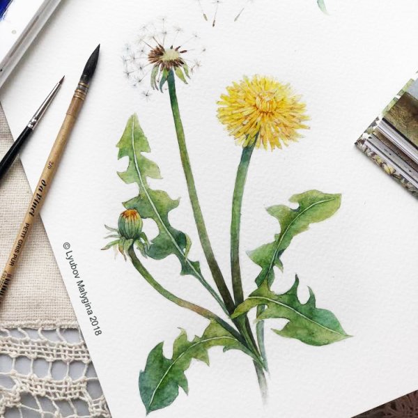 Одуванчик скетч акварелью