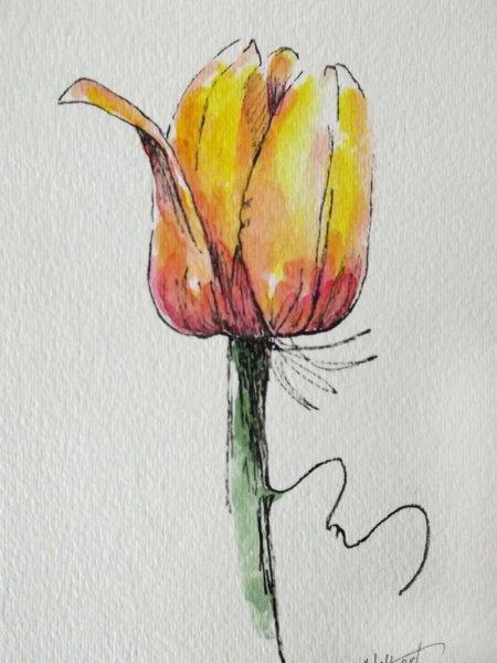 Тюльпаны скетчинг
