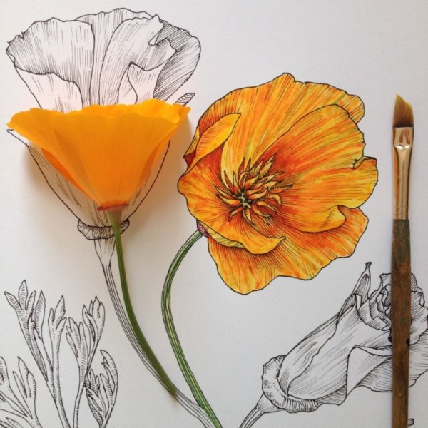 Скетчинг цветы