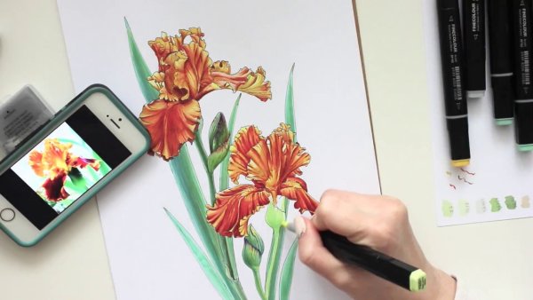 Цветы спиртовыми маркерами