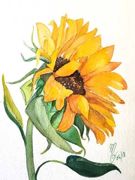 Акварельный скетч подсолнух