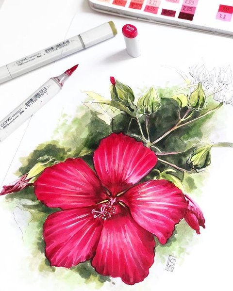 Цветы скетч маркерами