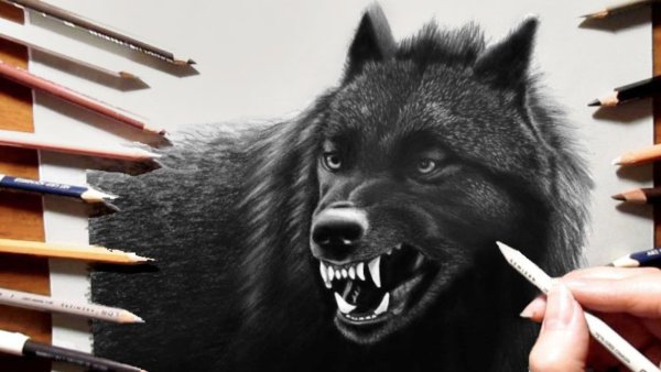 Рисунки маркером волк