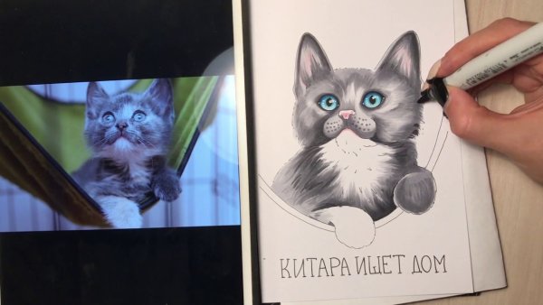 Коты спиртовыми маркерами