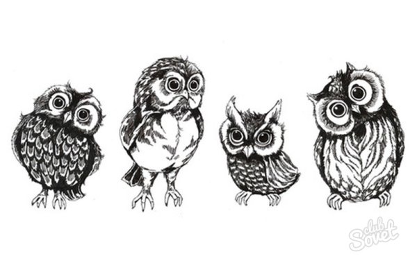 Совы картинки нарисованные