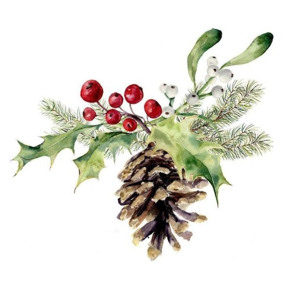 Рождественский остролист акварель