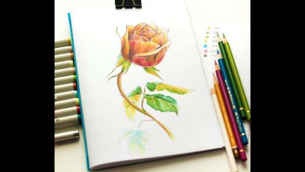 Роза маркерами