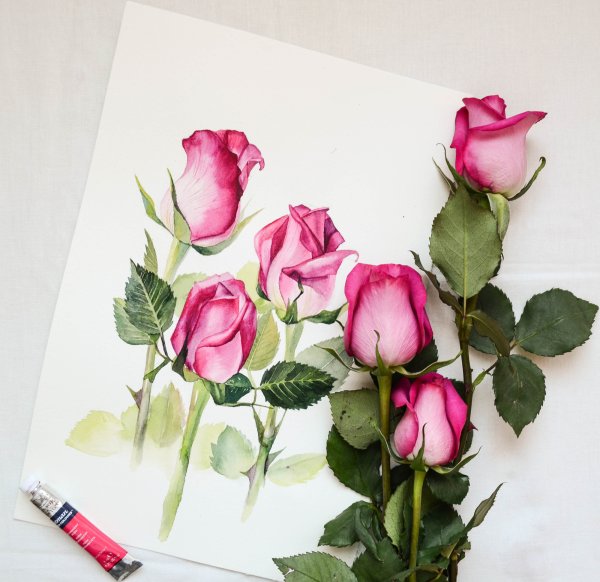 Роза акварелью для начинающих