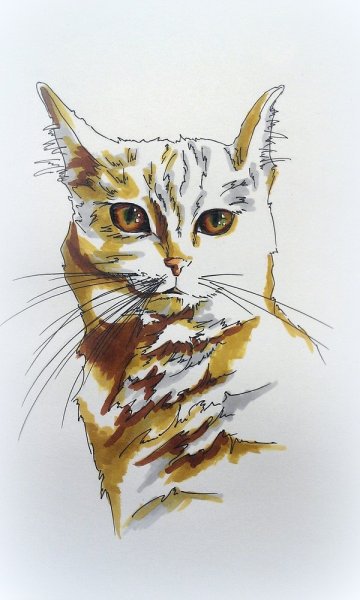 Коты фломастерами