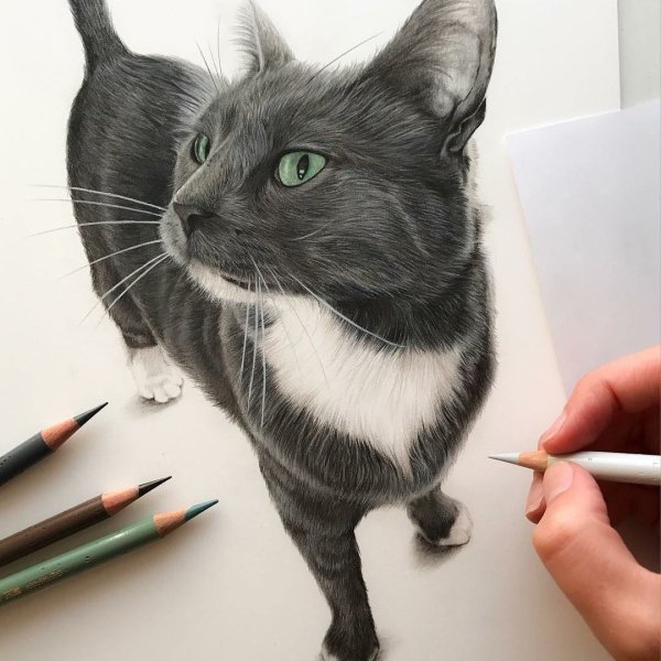 Кошка маркерами