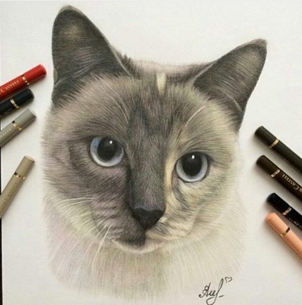 Кошка цветными карандашами