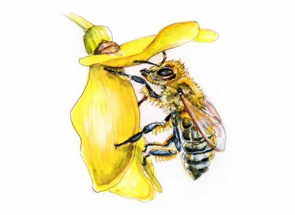 Пчела скетч