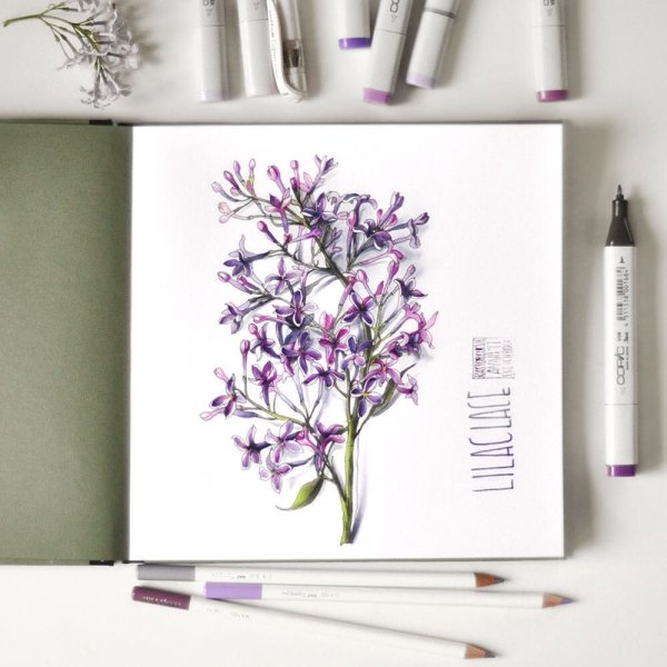 Скетчинг сирень