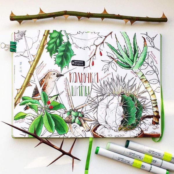 Ботанический скетч маркерами