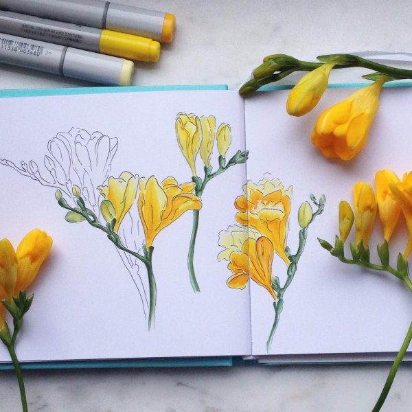 Пионы скетчинг маркерами