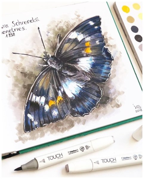 Скетчинг бабочка маркерами