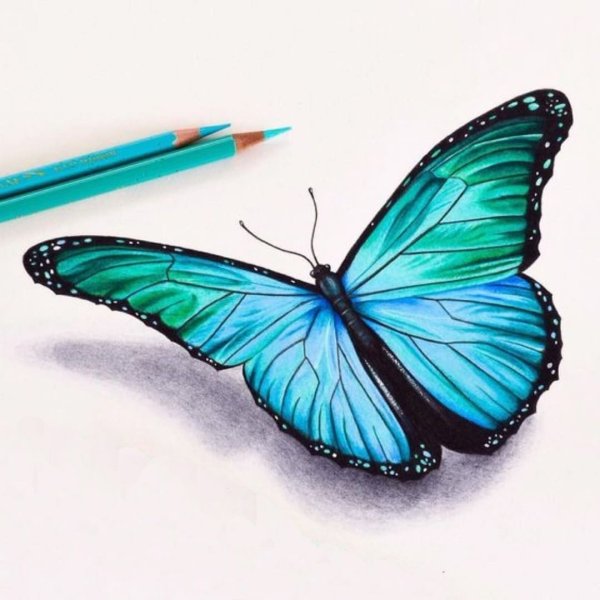 Бабочка акварельными карандашами