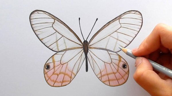 Бабочка маркерами
