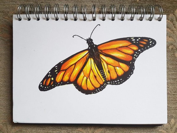 Бабочка скетч маркерами