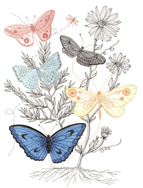 Скетчинг бабочка