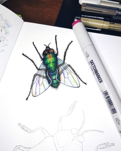 Скетч маркерами насекомые