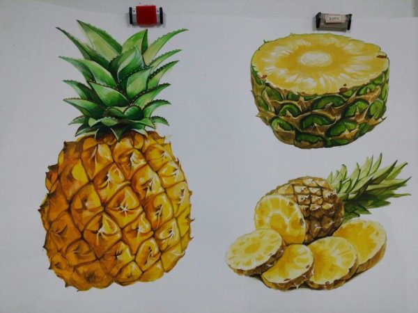 Ботаническая живопись тыква