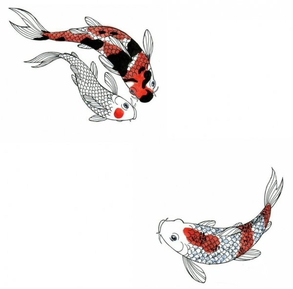 Рыбки кои тату