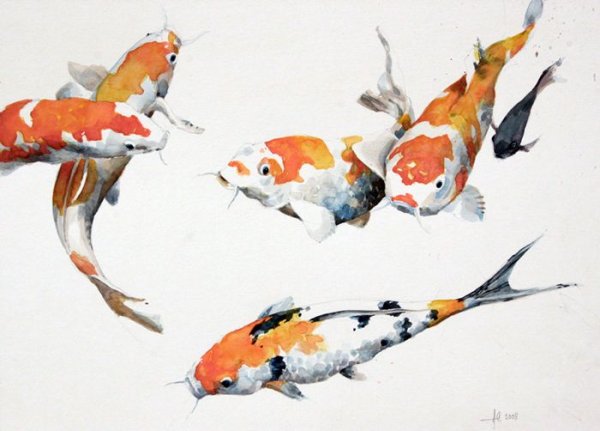 Рыба кои референс