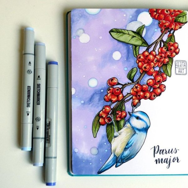 Рябина скетч маркерами