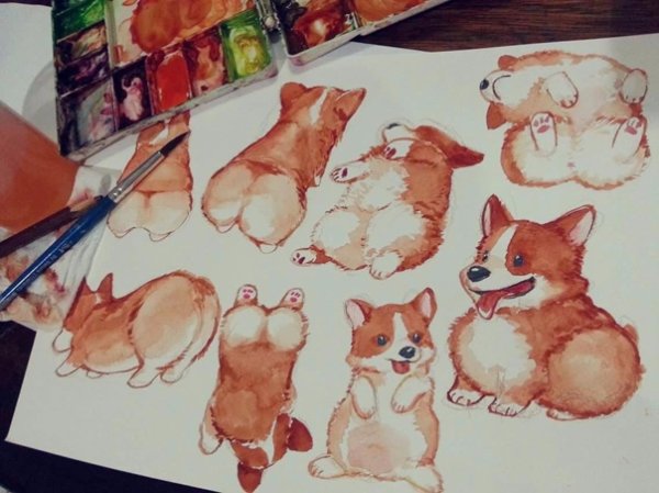 Корги скетч акварель