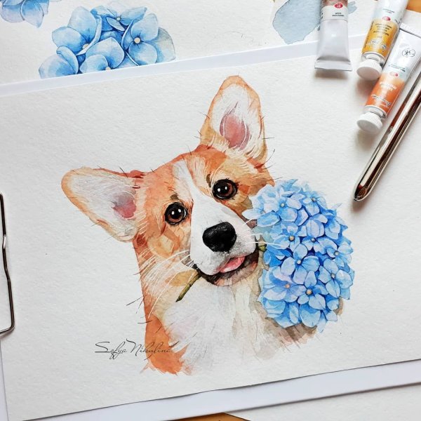 Скетчинг корги