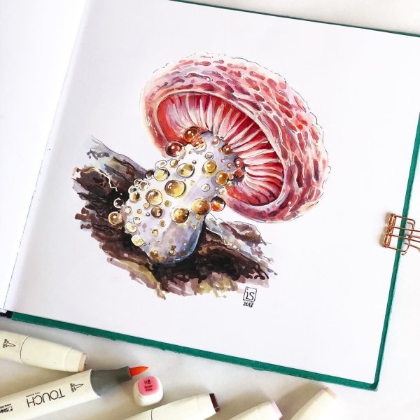 Ботаническая иллюстрация маркерами Ирина Шельменко