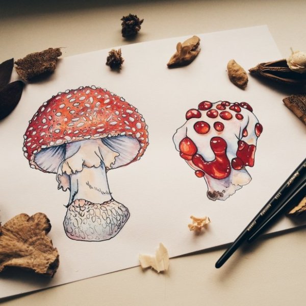 Мухомор инди КИД