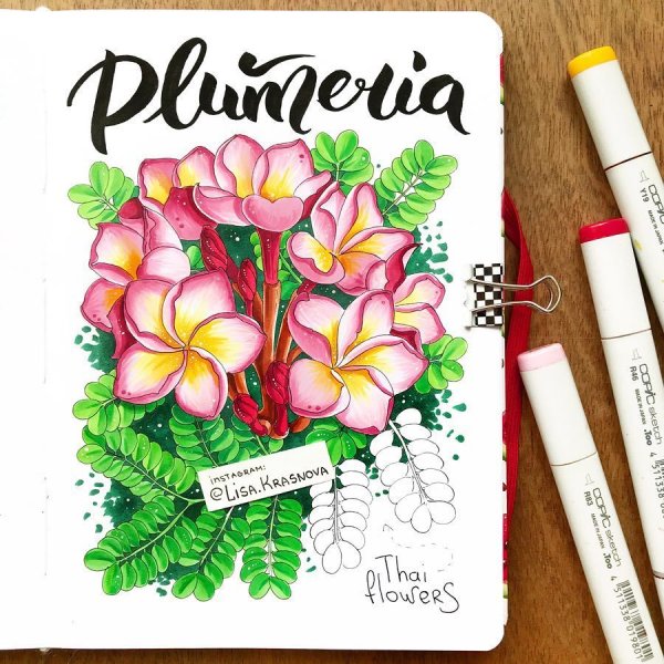 Суккуленты маркерами