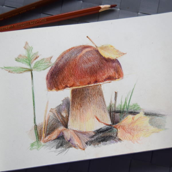 Грибы цветными карандашами