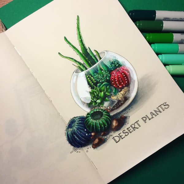 Суккуленты маркерами