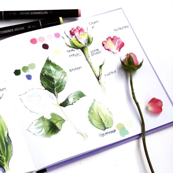 Ирина Шельменко Ботаническая иллюстрация