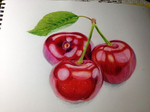 Скетчинг вишня