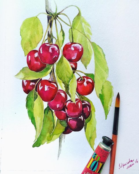 Скетчинг вишня
