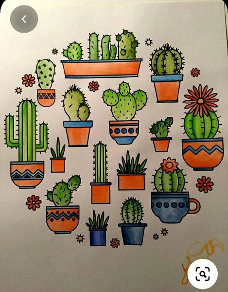 Дудлы кактусы и Суккуленты