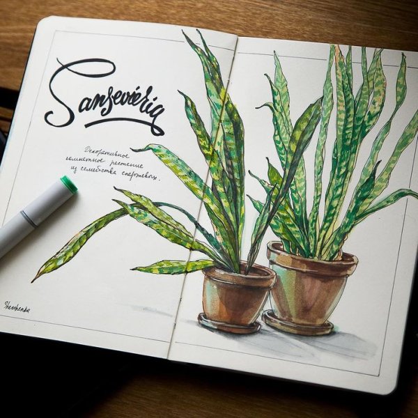 Скетчинг маркерами растения