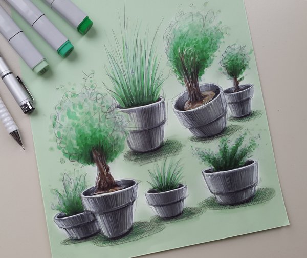 Скетчинг цветы в горшках
