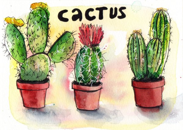 Скетчинг Кактус