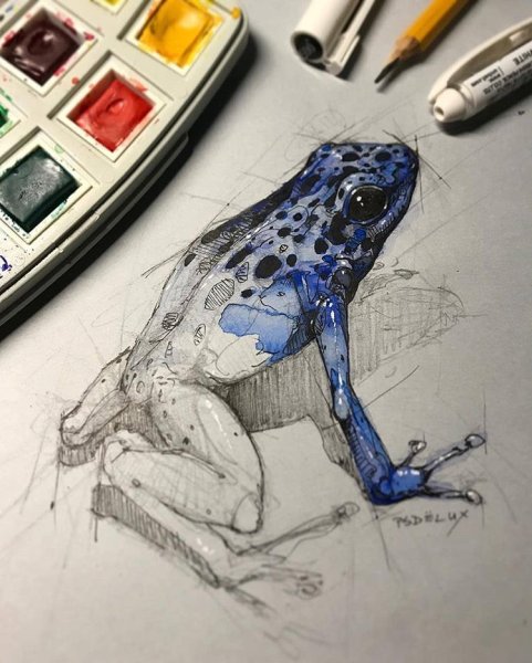 Жаба маркерами