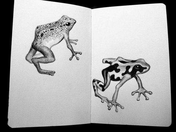 Жаба маркерами