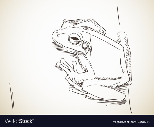 Жаба скетч