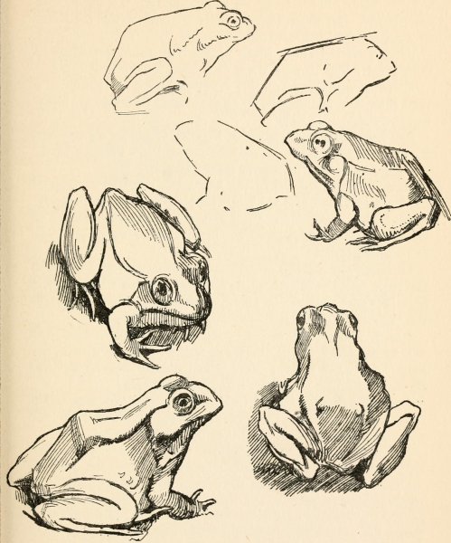 Жаба референс